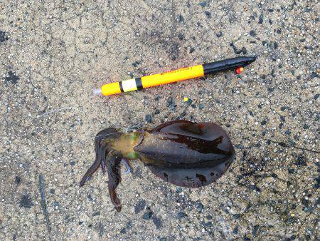 エギングのちウキ釣り